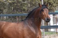 Duque-de-Acedo_230