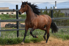 Duque-de-Acedo_252