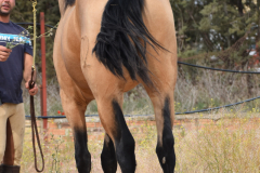 Falbe-Tronquito_038