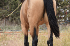Falbe-Tronquito_044