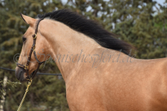 Falbe-Tronquito_063