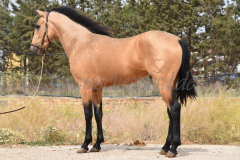 Falbe-Tronquito_068