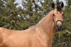 Falbe-Tronquito_082