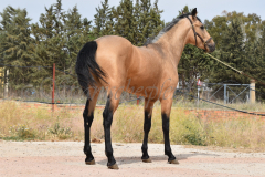 Falbe-Tronquito_085