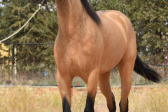 Falbe-Tronquito_120