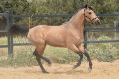 Falbe-Tronquito_153