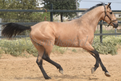Falbe-Tronquito_158