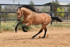 Falbe-Tronquito_160
