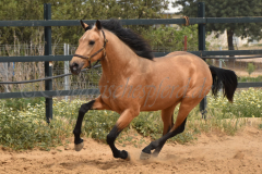Falbe-Tronquito_164