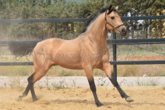 Falbe-Tronquito_175