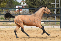 Falbe-Tronquito_179