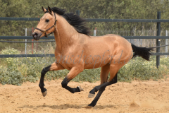 Falbe-Tronquito_188