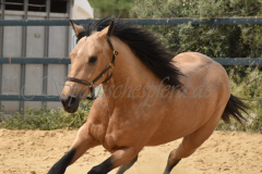 Falbe-Tronquito_210