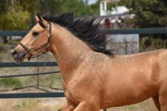 Falbe-Tronquito_222