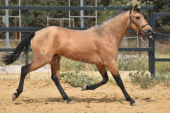 Falbe-Tronquito_245