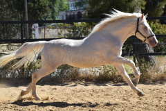 Faraon-6