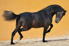Flan-Nadales_52
