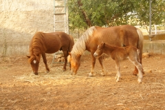 SONY DSC