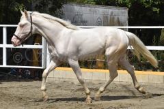 Flamenco-de-Taboada_215