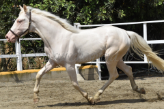Flamenco-de-Taboada_218