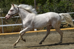 Flamenco-de-Taboada_223