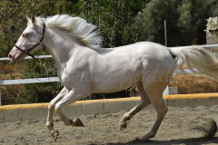 Flamenco-de-Taboada_225
