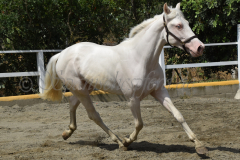 Flamenco-de-Taboada_241
