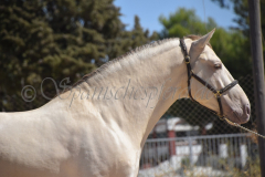 Imperico_026