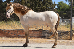 Imperico_070