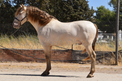 Imperico_081