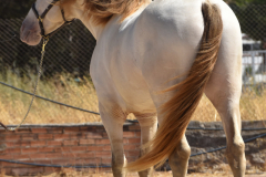 Imperico_165