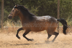 Isleno_179