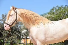 Ladron_027