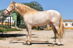 Ladron_037