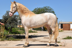 Ladron_044