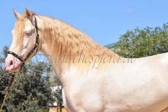 Ladron_051