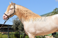 Ladron_070