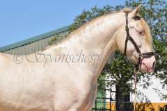 Ladron_087