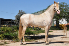 Ladron_097