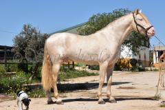 Ladron_110