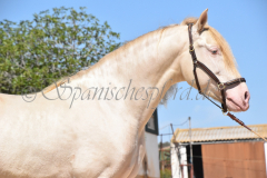 Ladron_124