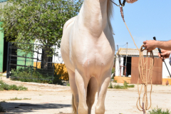 Ladron_139