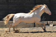 Ladron_174