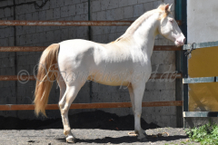 Ladron_206