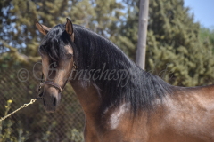 Limeno-FF_054