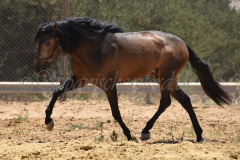 Limeno-FF_205