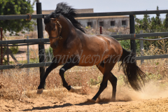 Limeno-FF_256