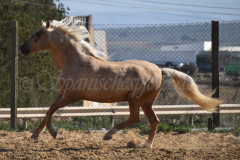 Morante_22