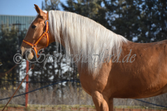 Padilhas_009