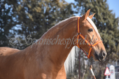 Padilhas_056